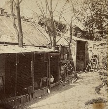 A Chicken Coop Amateur Photo Of A Sight Rare c1875 Stereo Vintage Albumin