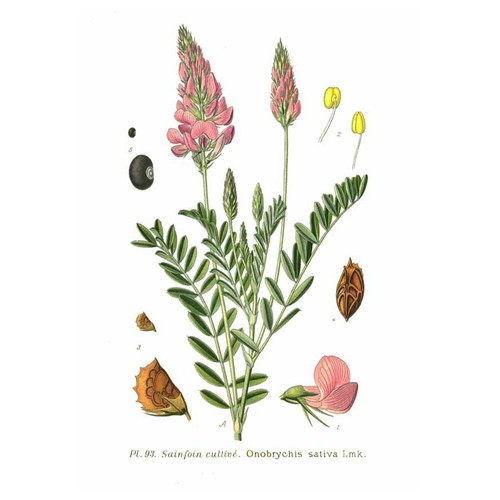 Sainfoin cultivé onobrychis - sainfoin, (onobrychis