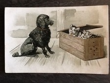 ILLUSTRATED CP DOG LOOKS CRATE SMALL CATS - 67029