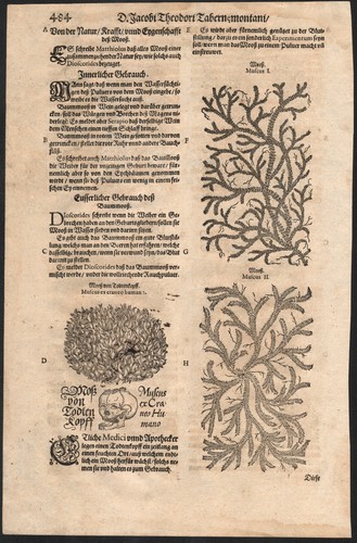 1588 rare planche - rare,