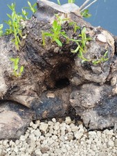 Bonsaï olivier 26 x 30 cm en