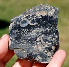 Limestone Recifal Laguna Bellemnite Debris 287 gr - Laize-la-ville, France