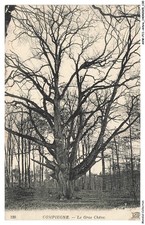 AVWP11-0627-TREE - Compiegne - Le gros chene