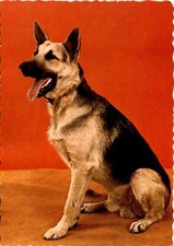 German Shepherd dog, Deutscher