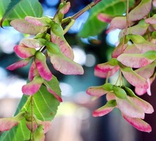 Acer davidii 130-150cm |