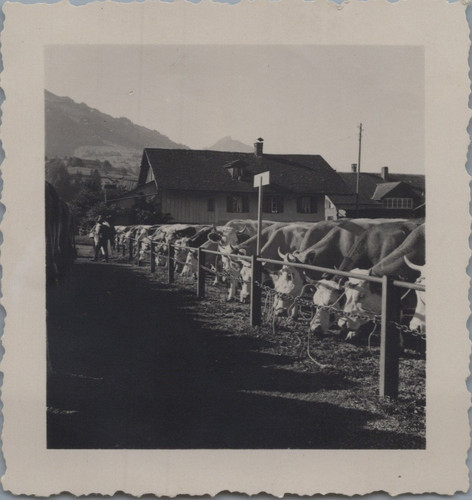 Suisse reichenbach vaches - suisse,, reichenbach,