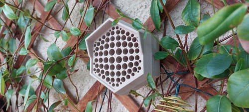 Ruche incubateur pour - ruche,