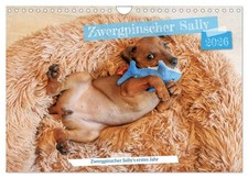 Pinscher nain Sally, première année (Calendrier mural 2026 DIN A4 horizontal), C
