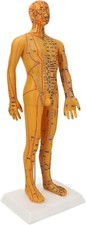 Acupoint Body Model, 53cm Human Body Acupuncture Model Man Chinese Teaching Tool