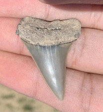 Carcharodon hastalis Extinct