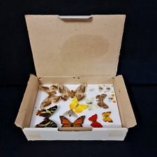 Objects of curiosity - butterflies - 20th century