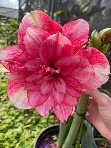 Pretty amaryllis double - amaryllis,