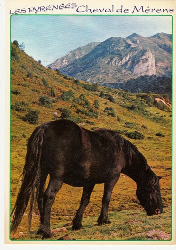 Haute pyrenees cheval - haute-pyrenees, de
