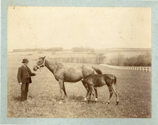 Mare and Foal Vintage Albumen Print Albumen Print 18x24 