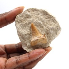 Dent fossile d’Otodus 120gr