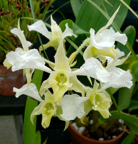 Dendrobium forbesii orchid - forbesii,