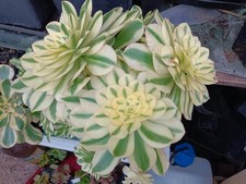 Cactus, plantes grasses 