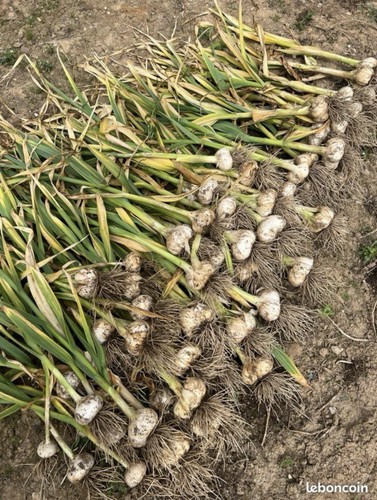 Allium ail bulbes extérieur - ail,