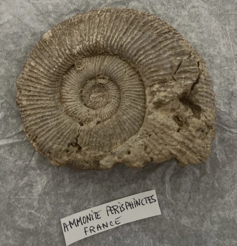 Ammonite fossile origine - ammonite,