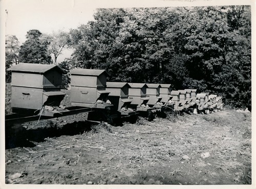 Vosges 1950 rucher - vosges, c.