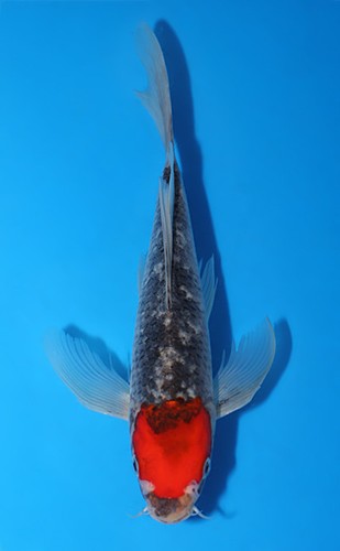 10inch goshiki tancho - 10inch,