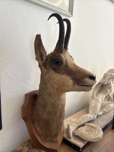 Trophé chamois naturalisé - trophÉ,