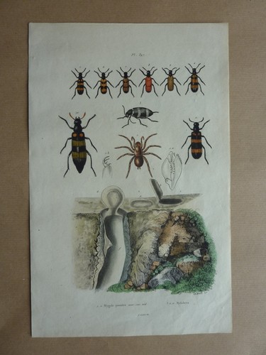Gravure couleurs xixe - gravure, *