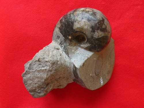 Nautile toarcien - nautile,