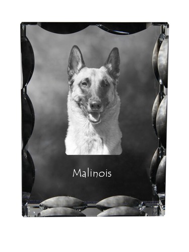 Malinois berger belge - malinois,