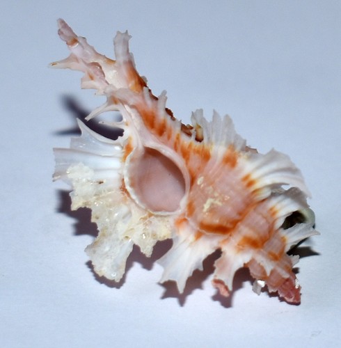 Sea shell coquillages - shell,