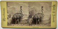 AUSTRALIE Oiseau Émeu Australien Photo c1880 Stereo Vintage Albumine