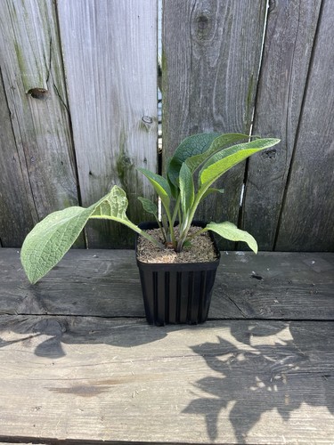 Comfrey live potted - live, 1