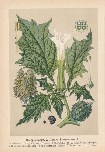 Lithographie chromo datura - de,