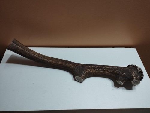 Bois mue cerf - cerf, 50cm