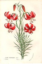 c1850 van Houtte Antique Botanical Print: Lilium tenuifolium, Flore des serres