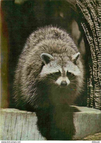 Postcard animals raccoon - animals,