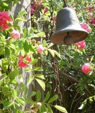 ♫ ROSIER Liane Ancien 'Mélange Coloré' - Rosa ♫ Graines ♫ Ornementale Mellifère