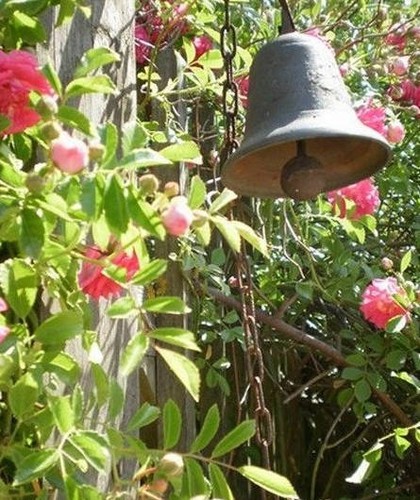 Rosier liane ancien - liane,