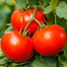 Lot De 25 Graines De Tomates Joie De La table Semences Graines Seed