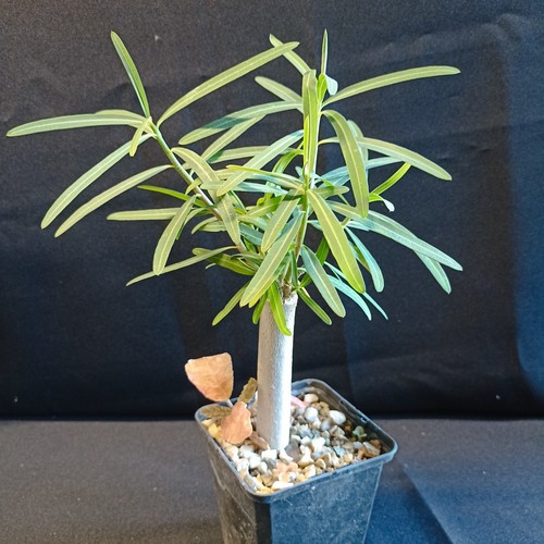 Euphorbia antso bonsaï - 'antso',,