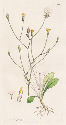 Crepis pulchra pippau - pulchra, botany