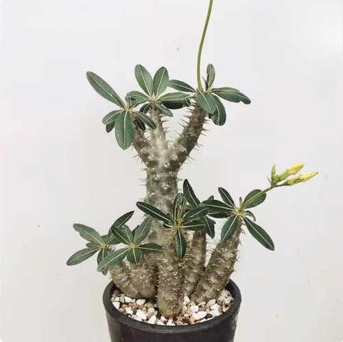 Succulent cactus plant - succulent,