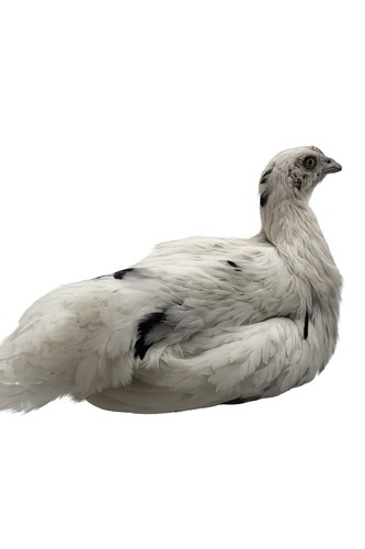 Rare zombie chicken - zombie,