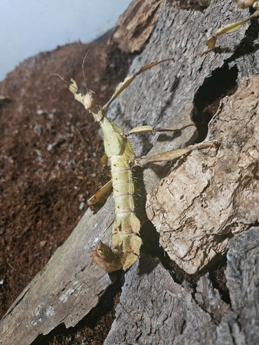 Oeufs phasmes scorpion - de,