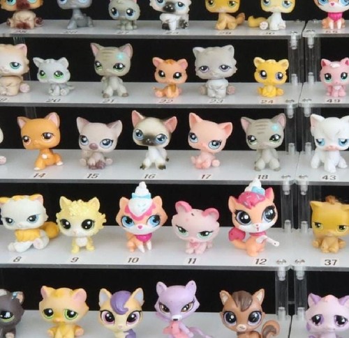 Chats littlest pet - chats,