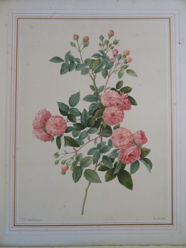 Redouté grande - redoutÉ, (1759-1840)