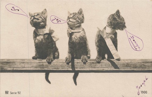 Cats beam happy new - happy,
