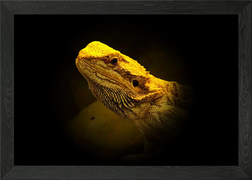 Pogona framed wall art - framed,