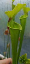 Sarracenia alata X flava Maxima giant 120cm(plante carnivore)