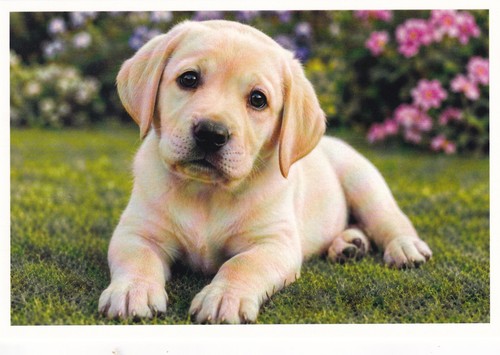 Carte postale chiot - 🦬carte,